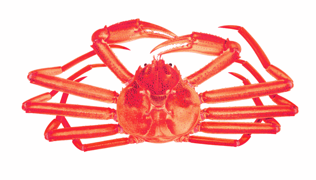 Red snow Crab