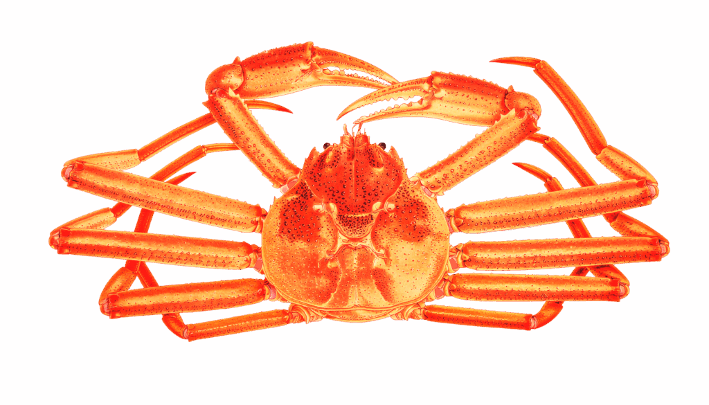 Red snow Crab