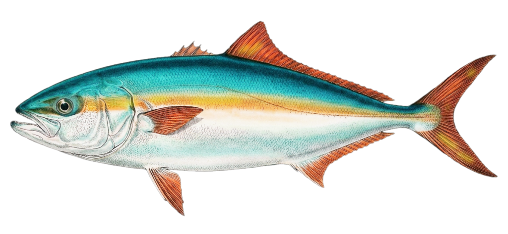 Japanese amberjack