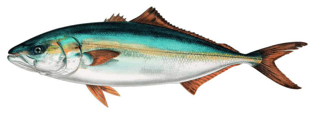 Japanese amberjack