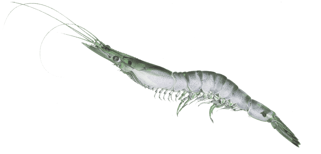 Humpback shrimp