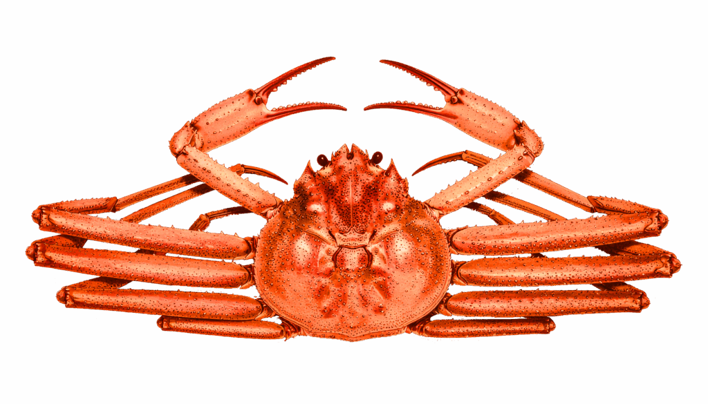 Snow crab