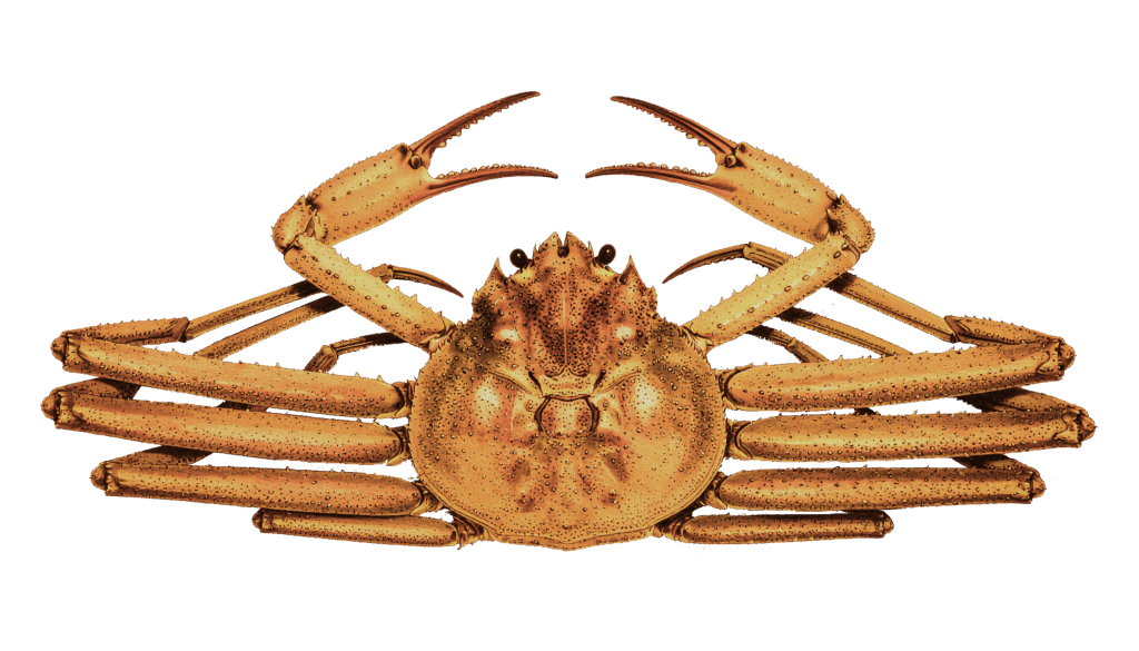 Snow crab