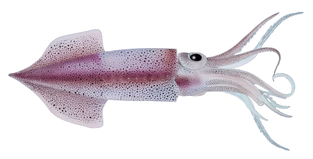 Firefly squid