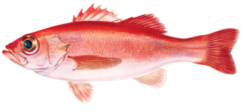 Blackthroat seaperch